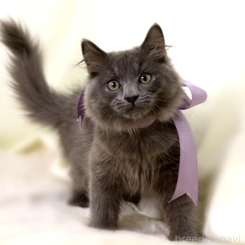 販売中の栃木県のマンチカン-127045の2枚目