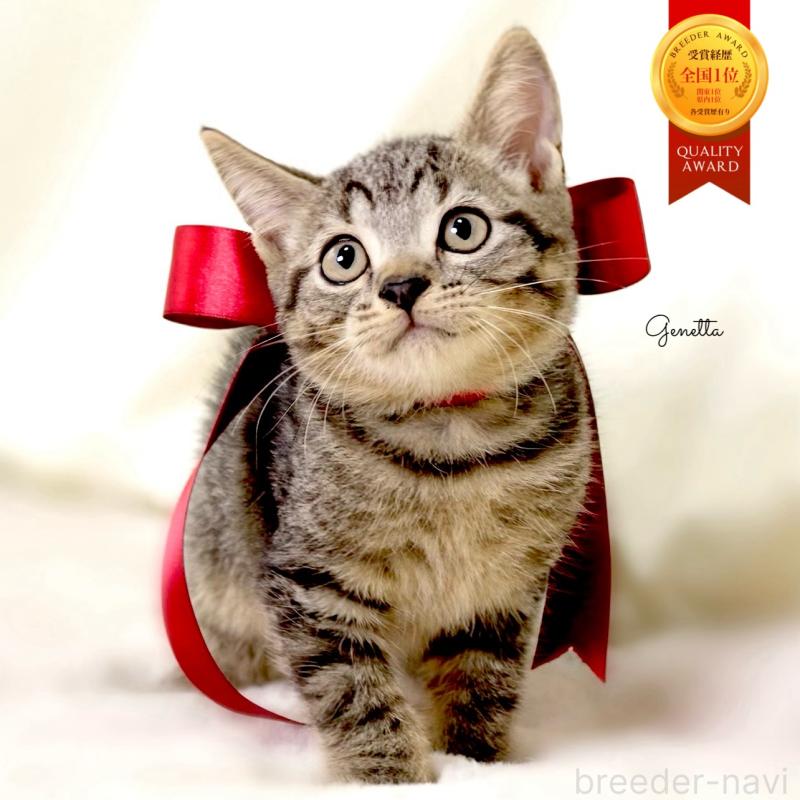 販売中の栃木県のジェネッタ-128346