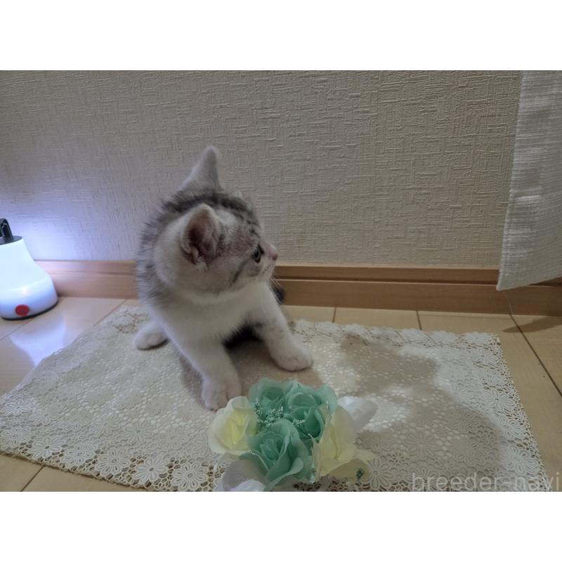 販売中の広島県のスコティッシュフォールド-128760の38枚目