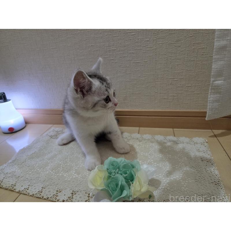 販売中の広島県のスコティッシュフォールド-128760の37枚目