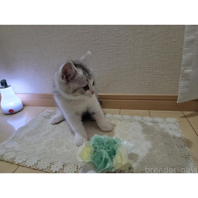 販売中の広島県のスコティッシュフォールド-128760の36枚目