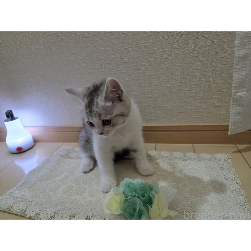 販売中の広島県のスコティッシュフォールド-128760の35枚目