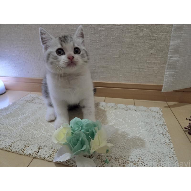 販売中の広島県のスコティッシュフォールド-128760の33枚目