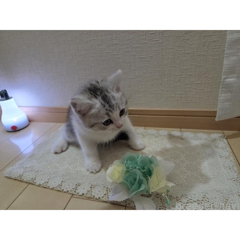 販売中の広島県のスコティッシュフォールド-128760の32枚目