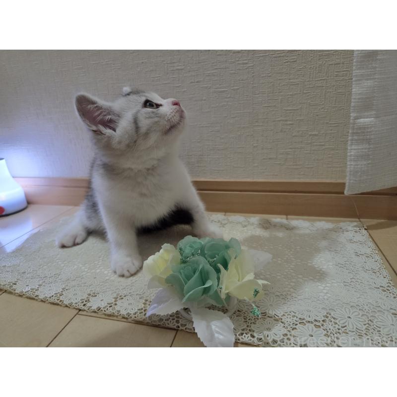 販売中の広島県のスコティッシュフォールド-128760の31枚目