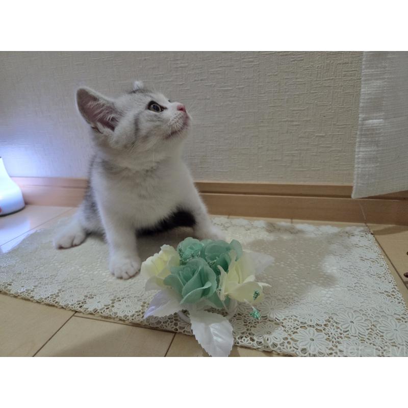 販売中の広島県のスコティッシュフォールド-128760の30枚目