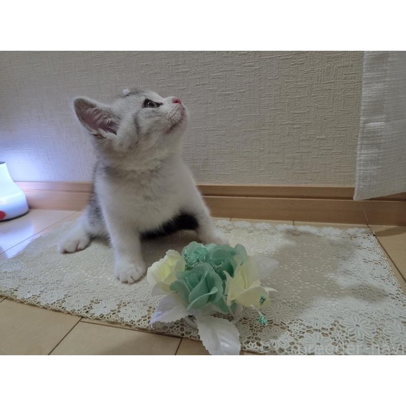 販売中の広島県のスコティッシュフォールド-128760の29枚目