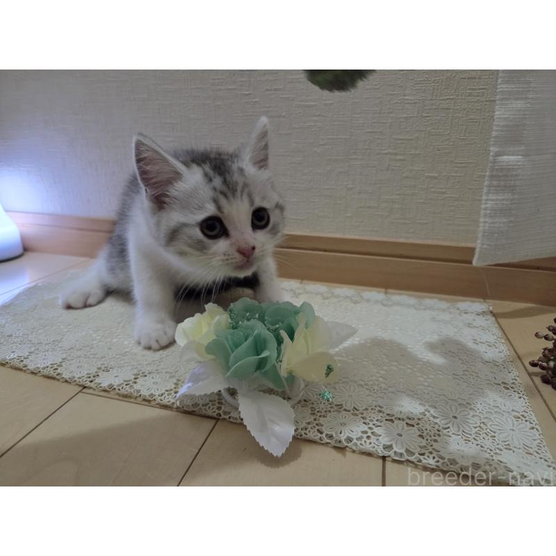 販売中の広島県のスコティッシュフォールド-128760の28枚目