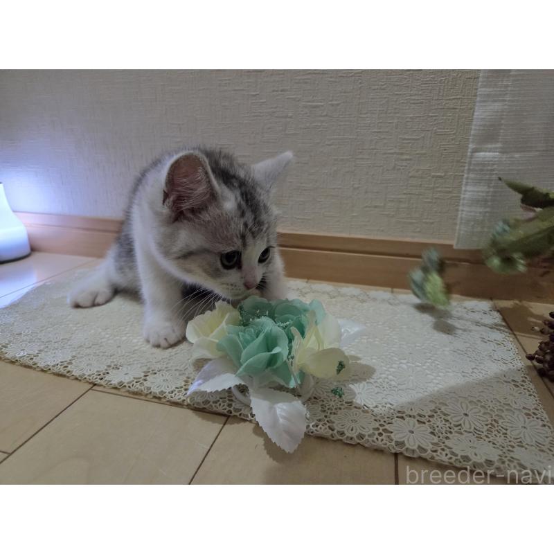 販売中の広島県のスコティッシュフォールド-128760の27枚目