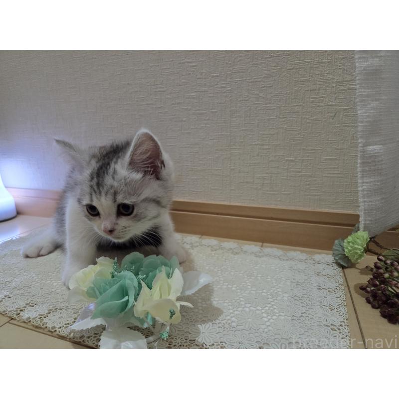 販売中の広島県のスコティッシュフォールド-128760の26枚目