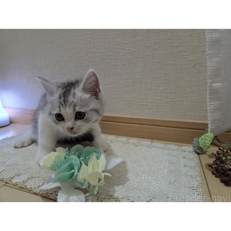 販売中の広島県のスコティッシュフォールド-128760の25枚目