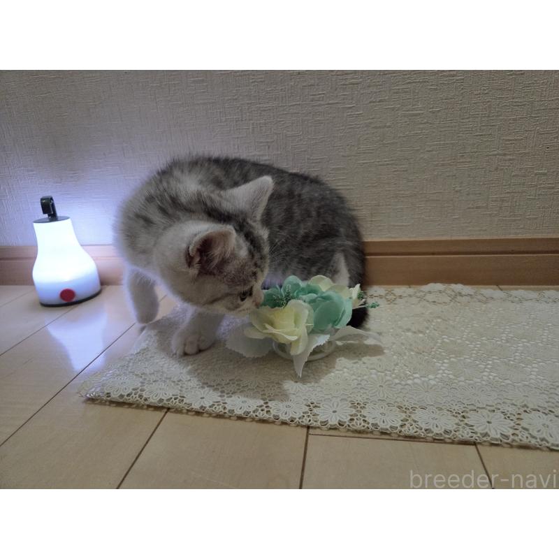 販売中の広島県のスコティッシュフォールド-128760の24枚目