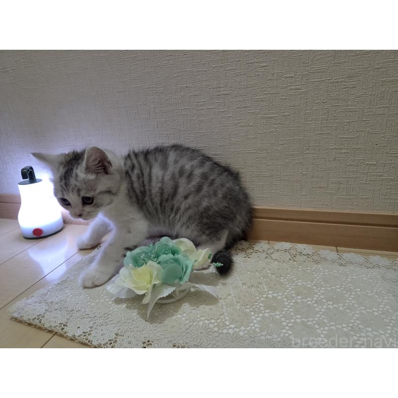 販売中の広島県のスコティッシュフォールド-128760の22枚目