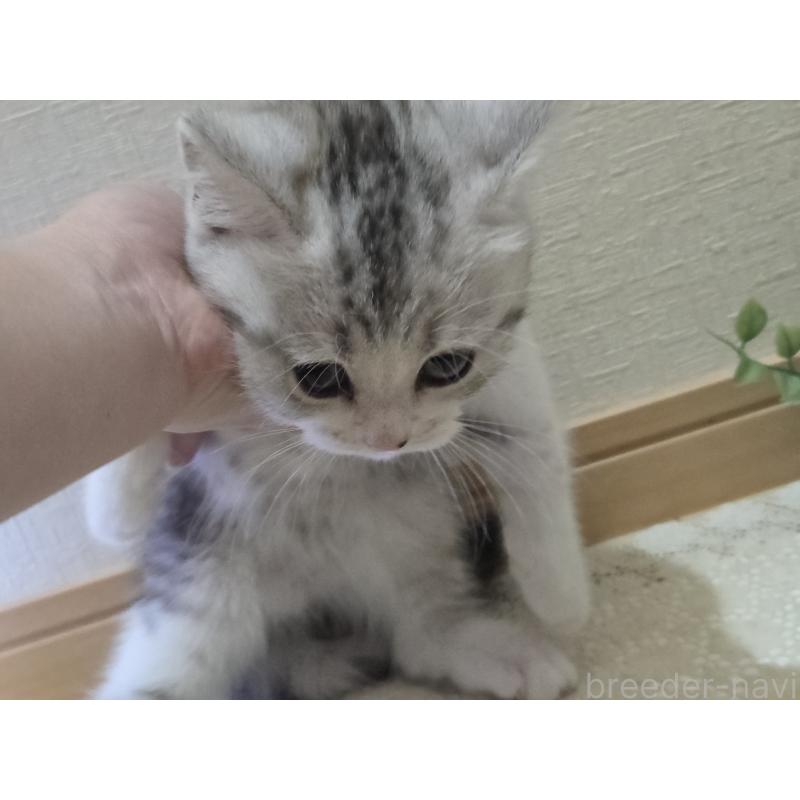 販売中の広島県のスコティッシュフォールド-128760の20枚目