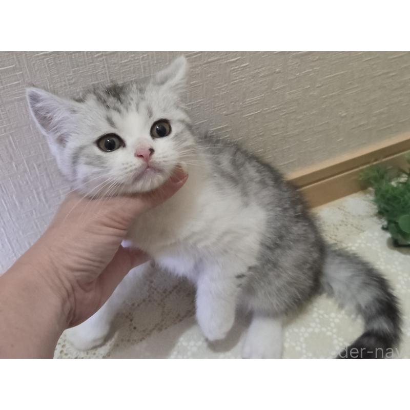 販売中の広島県のスコティッシュフォールド-128760の19枚目