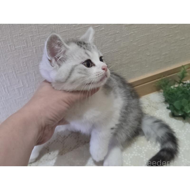 販売中の広島県のスコティッシュフォールド-128760の18枚目