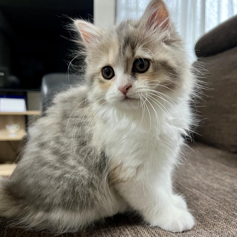 販売中の三重県のスコティッシュフォールド-126790の11枚目