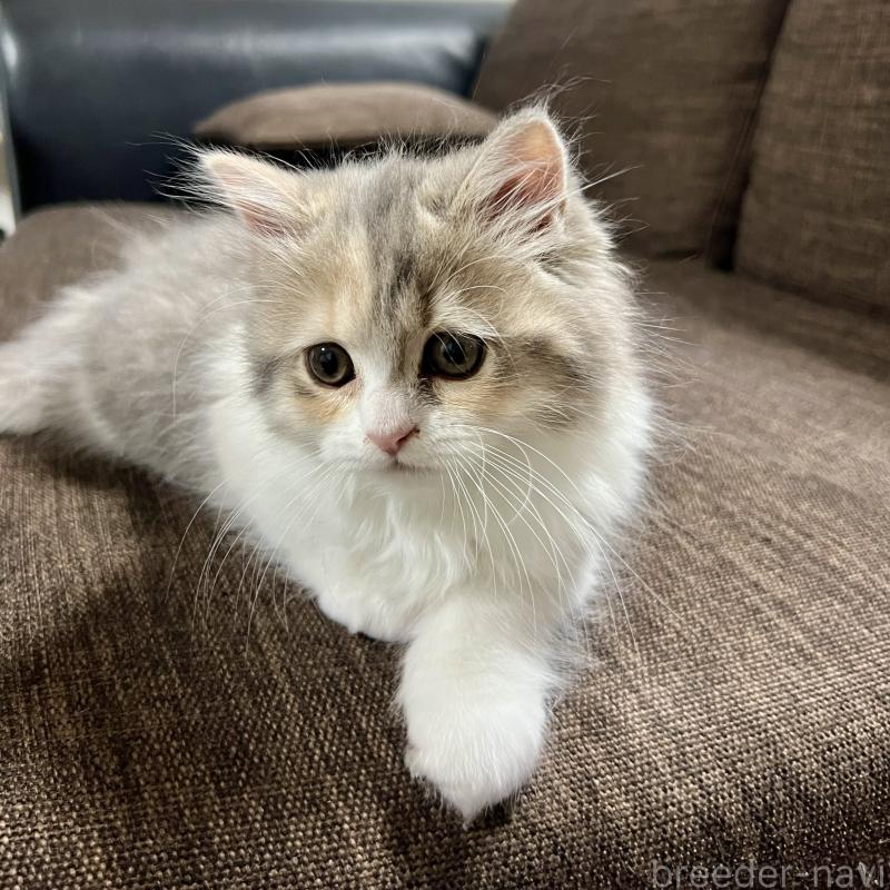 販売中の三重県のスコティッシュフォールド-126790の10枚目