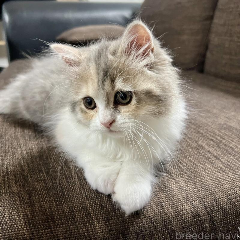 販売中の三重県のスコティッシュフォールド-126790の9枚目