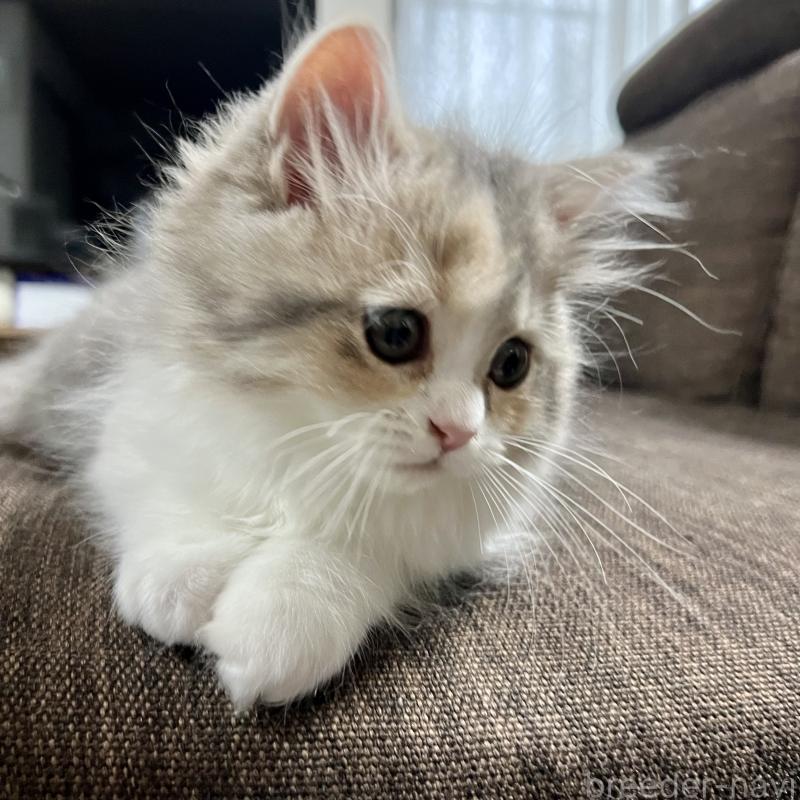 販売中の三重県のスコティッシュフォールド-126790の8枚目