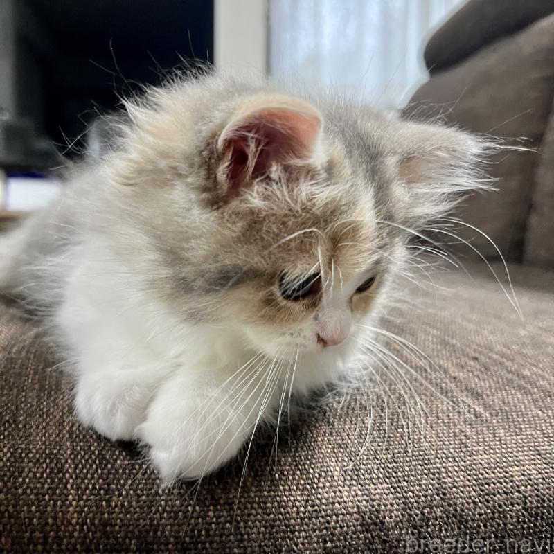 販売中の三重県のスコティッシュフォールド-126790の7枚目