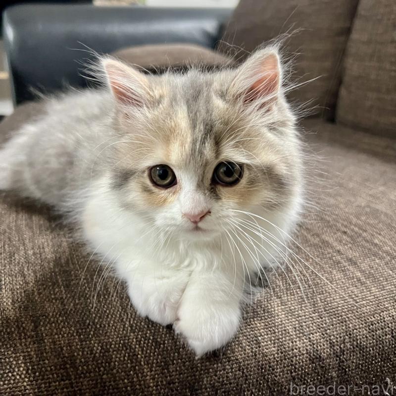 販売中の三重県のスコティッシュフォールド-126790の6枚目