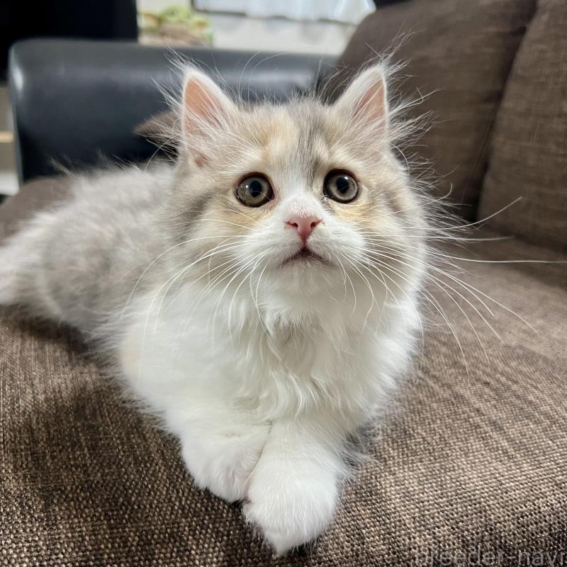 販売中の三重県のスコティッシュフォールド-126790の5枚目