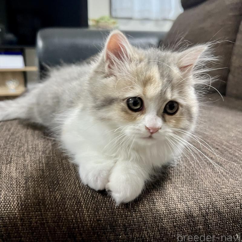 販売中の三重県のスコティッシュフォールド-126790の4枚目