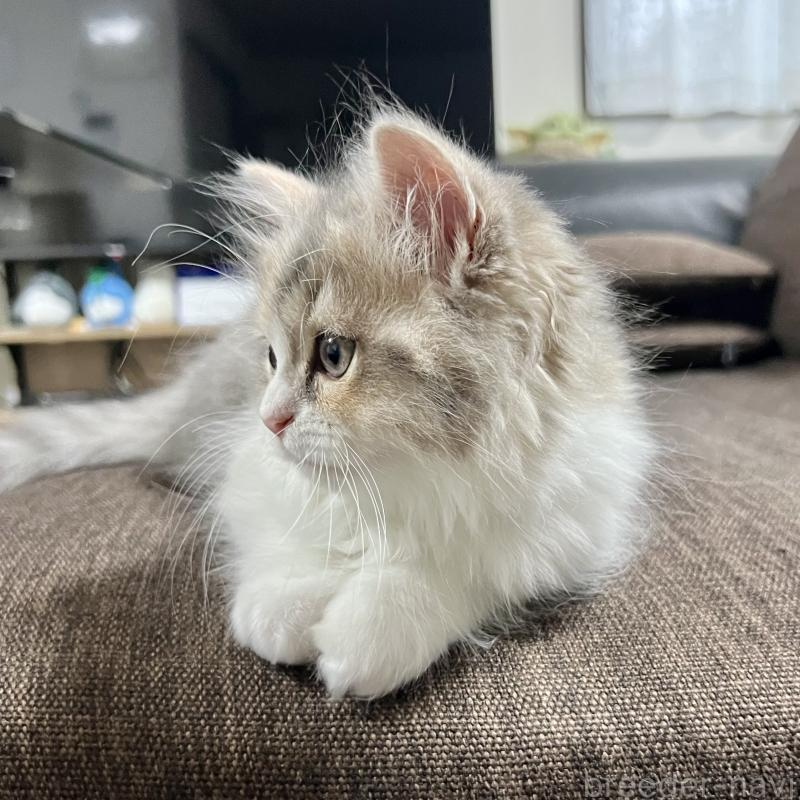 販売中の三重県のスコティッシュフォールド-126790の3枚目