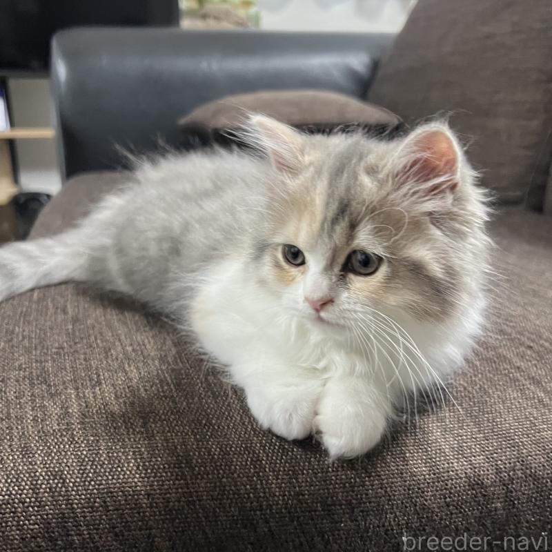 販売中の三重県のスコティッシュフォールド-126790の2枚目