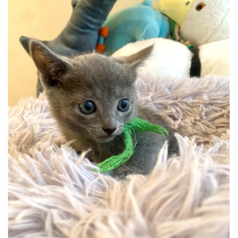 成約済の東京都のロシアンブルー-128446の8枚目