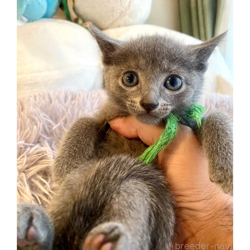 成約済の東京都のロシアンブルー-128446の7枚目