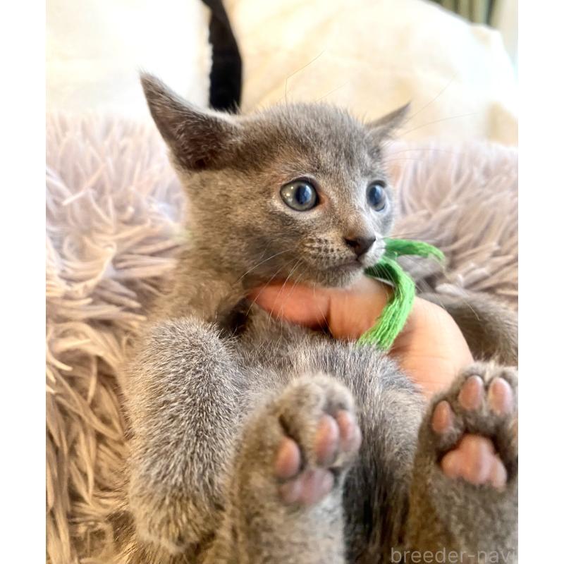 成約済の東京都のロシアンブルー-128446の6枚目