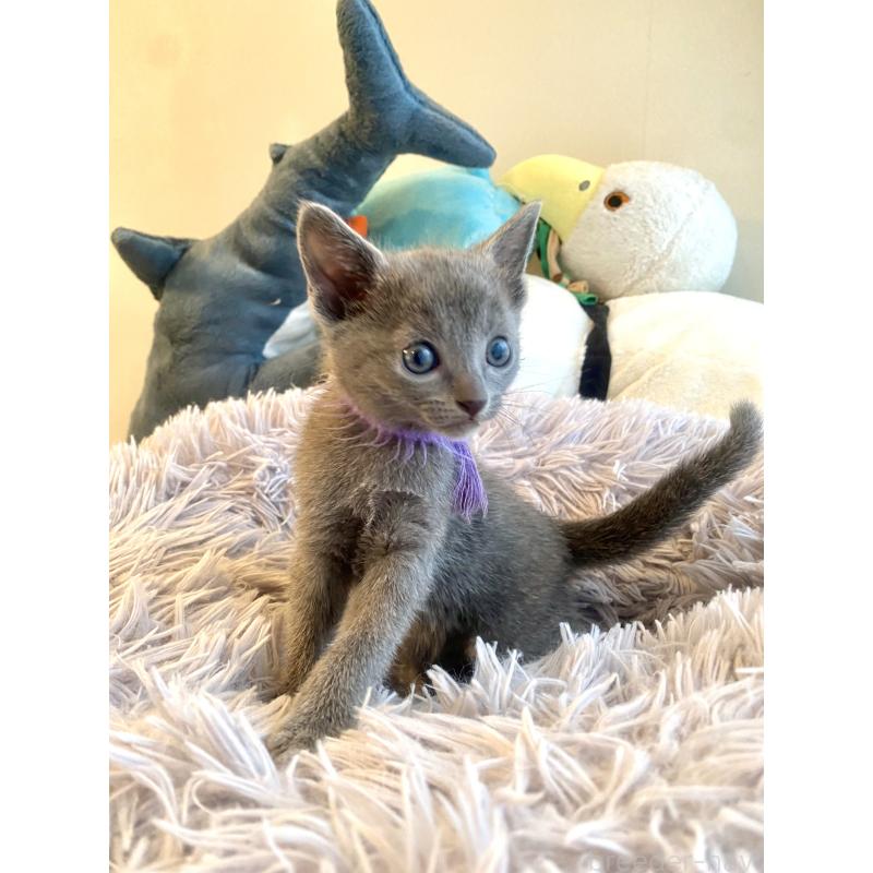 成約済の東京都のロシアンブルー-128446の5枚目