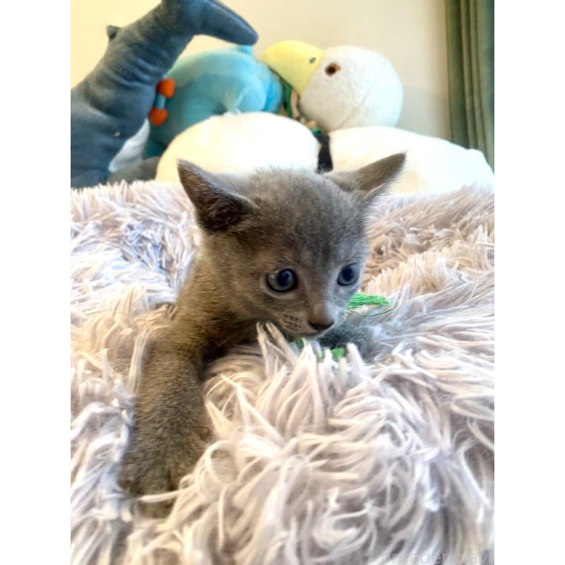 成約済の東京都のロシアンブルー-128446の4枚目