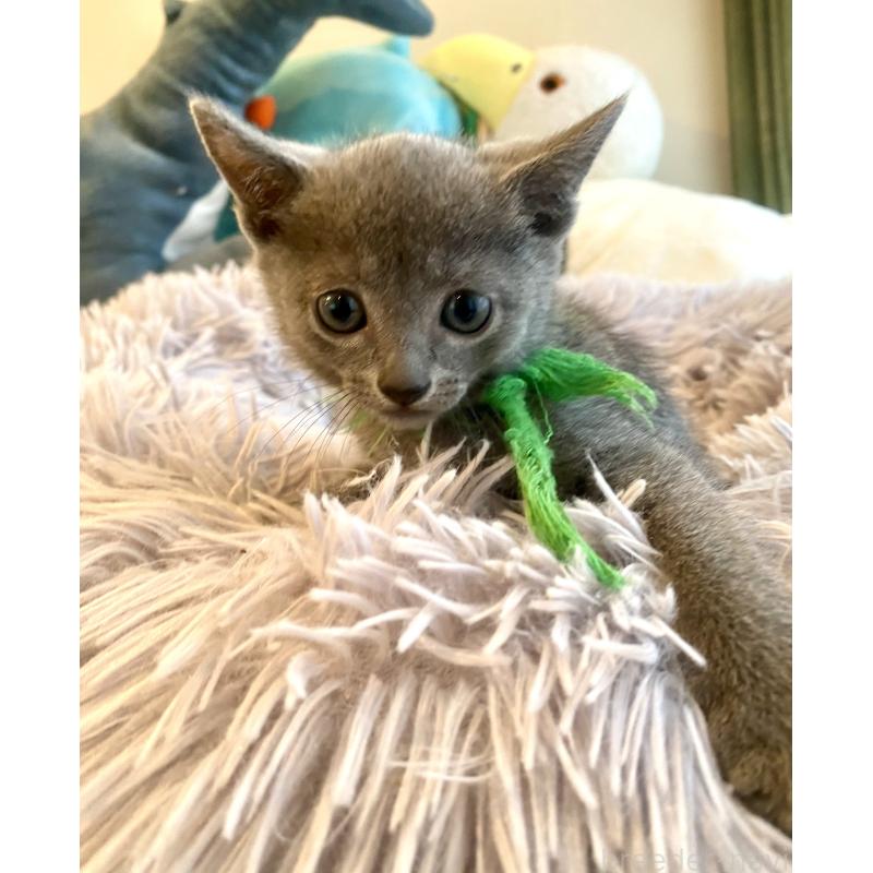 成約済の東京都のロシアンブルー-128446の3枚目