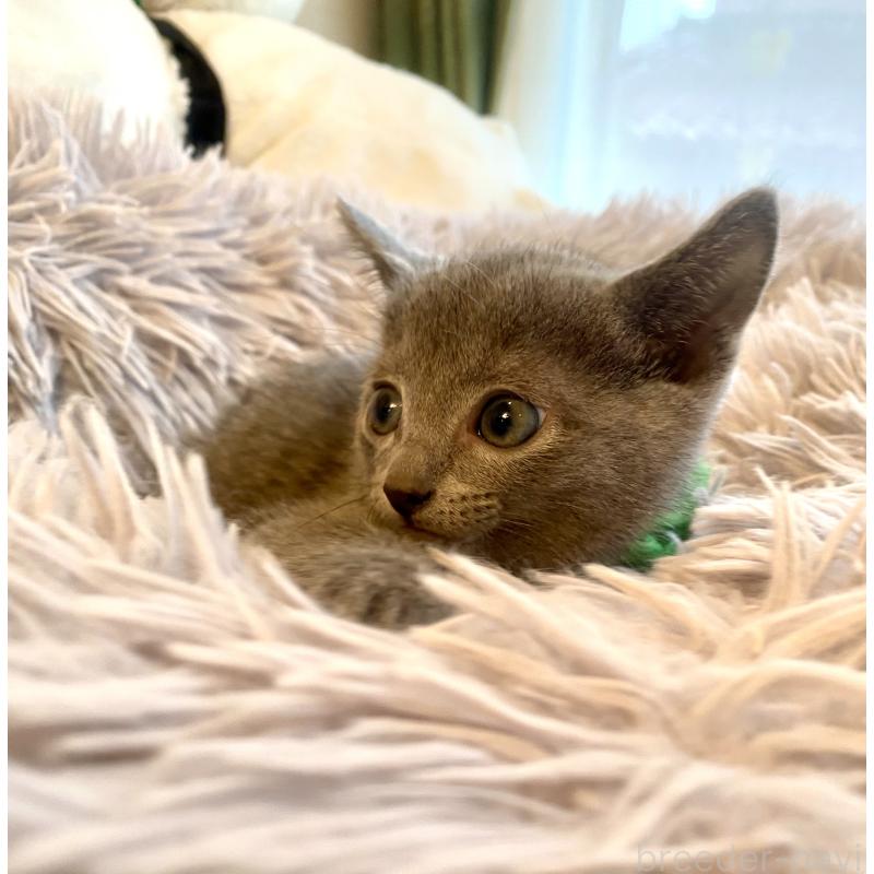 成約済の東京都のロシアンブルー-128446の2枚目