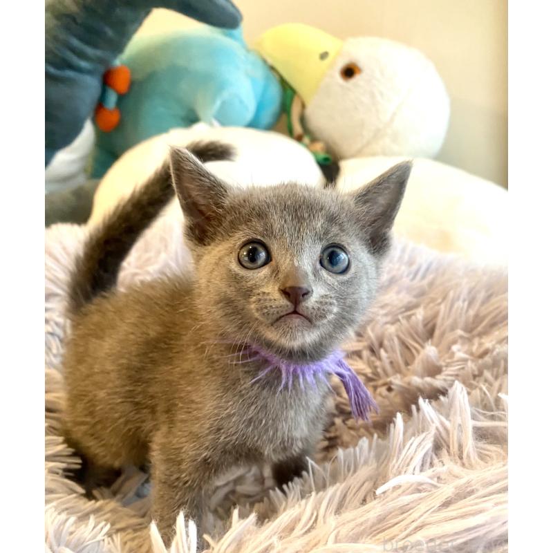 成約済の東京都のロシアンブルー-128447の17枚目