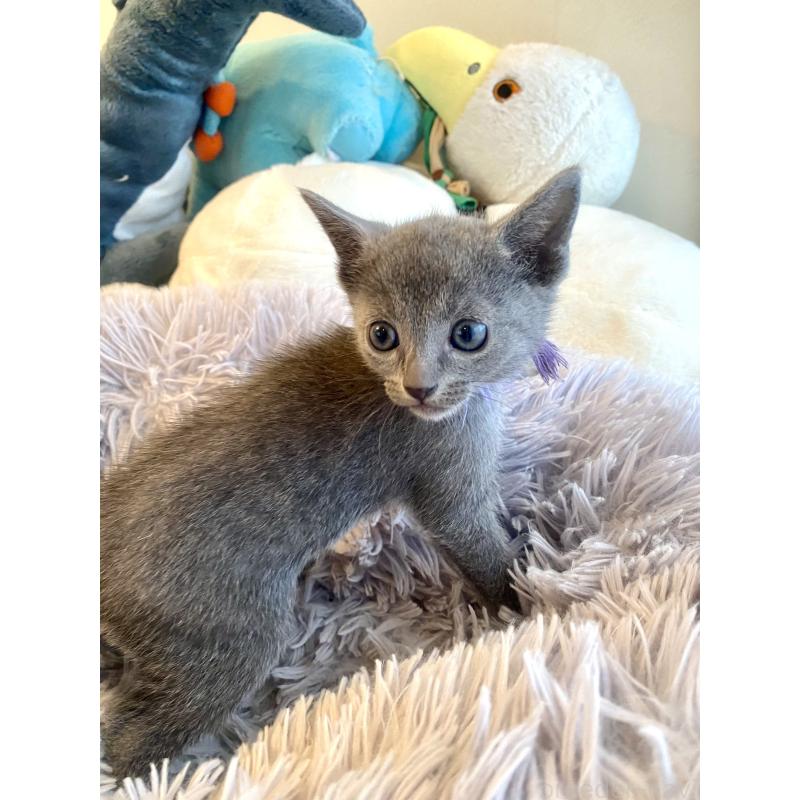 成約済の東京都のロシアンブルー-128447の16枚目