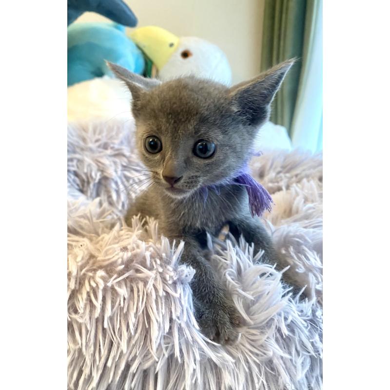 成約済の東京都のロシアンブルー-128447の12枚目