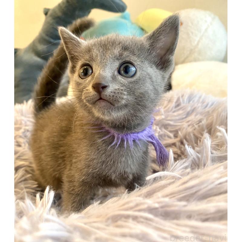 成約済の東京都のロシアンブルー-128447の10枚目