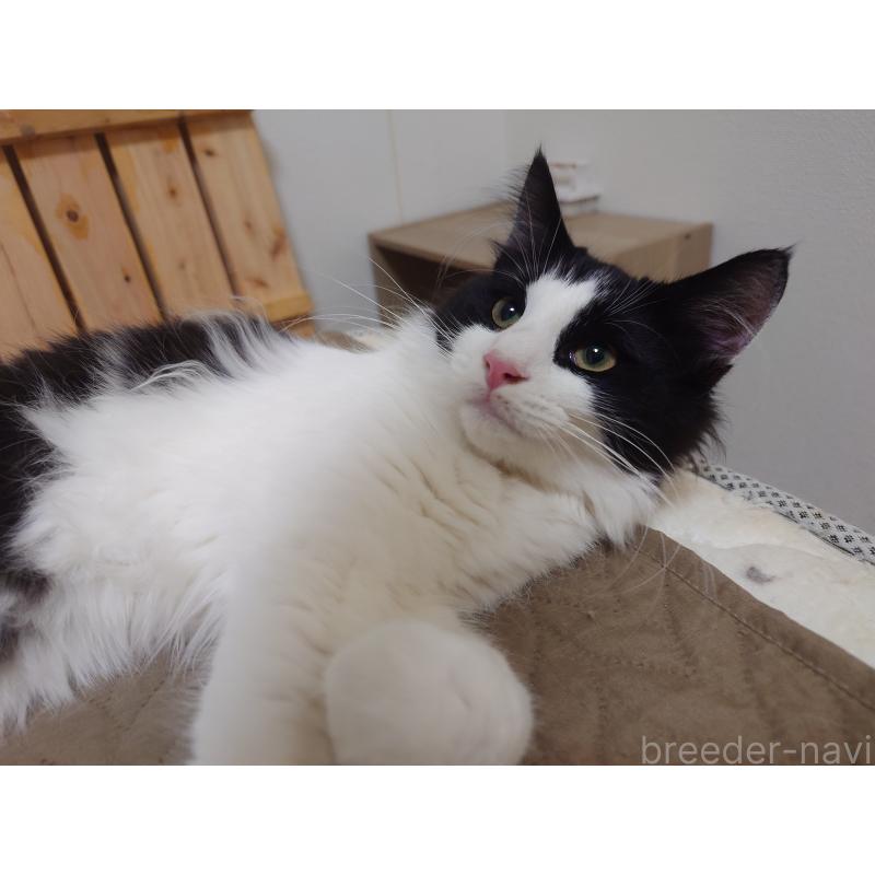 商談中の埼玉県のノルウェージャンフォレストキャット-115858の3枚目