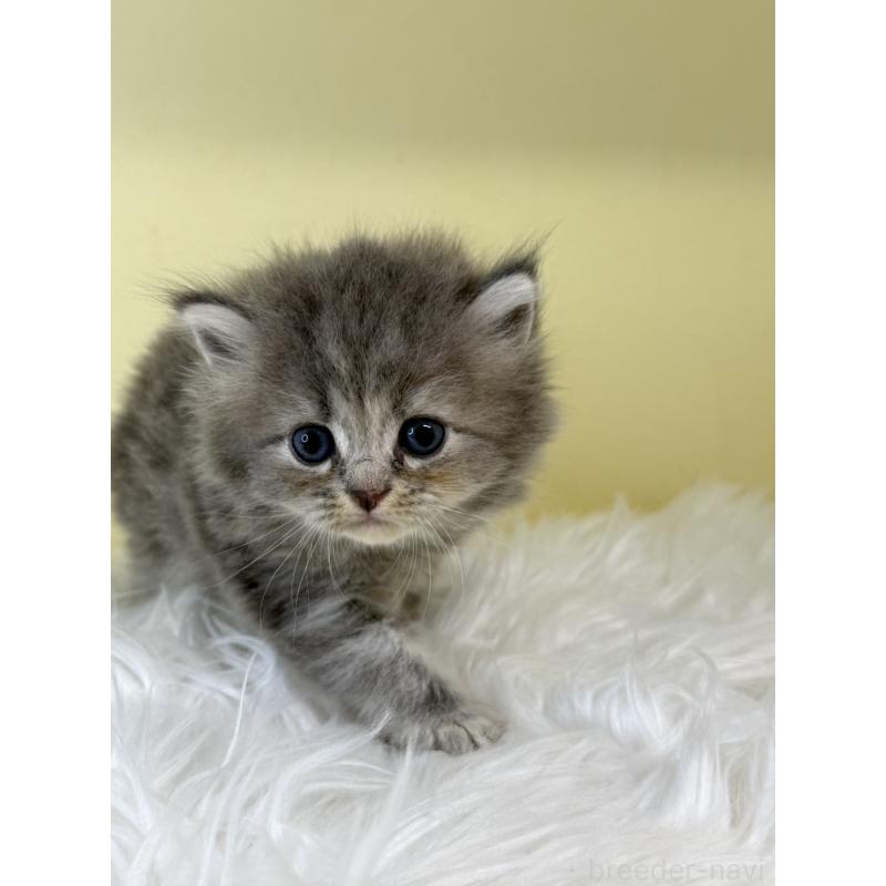 販売中の埼玉県のサイベリアン-129933の4枚目