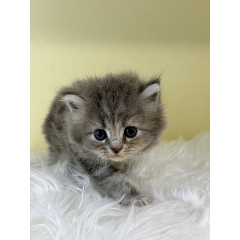 販売中の埼玉県のサイベリアン-129933の3枚目