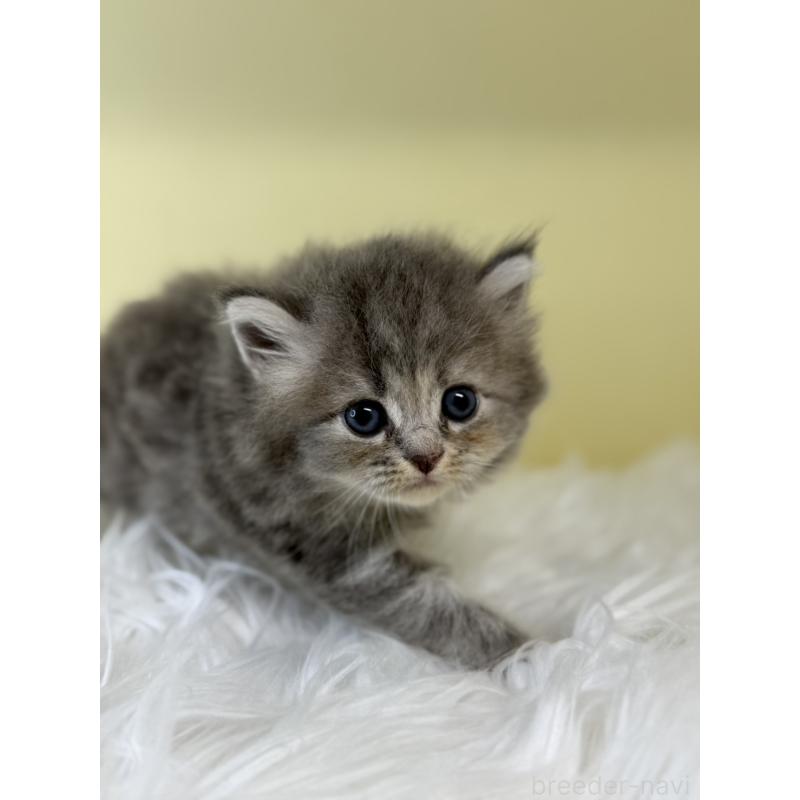 販売中の埼玉県のサイベリアン-129933の2枚目