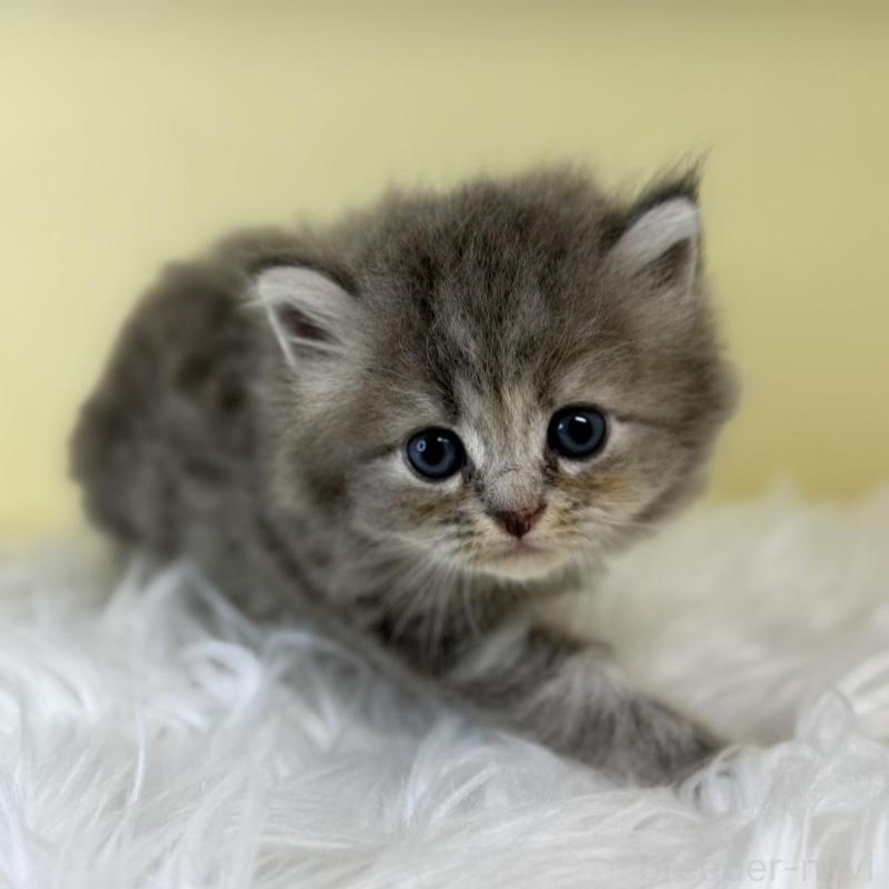 販売中の埼玉県のサイベリアン-129933の1枚目