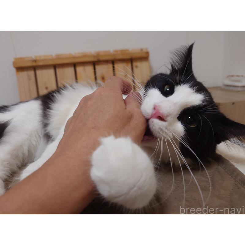 商談中の埼玉県のノルウェージャンフォレストキャット-115858の2枚目