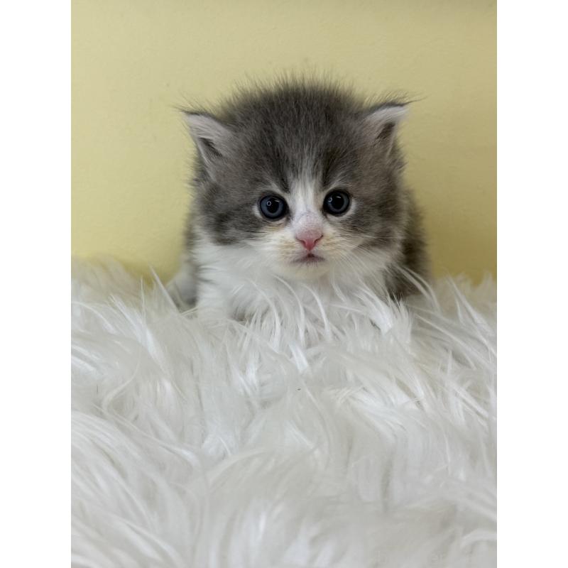 販売中の埼玉県のサイベリアン-129936の2枚目