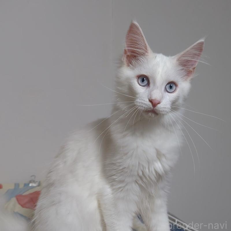 販売中の愛媛県のメインクーン-123037の6枚目