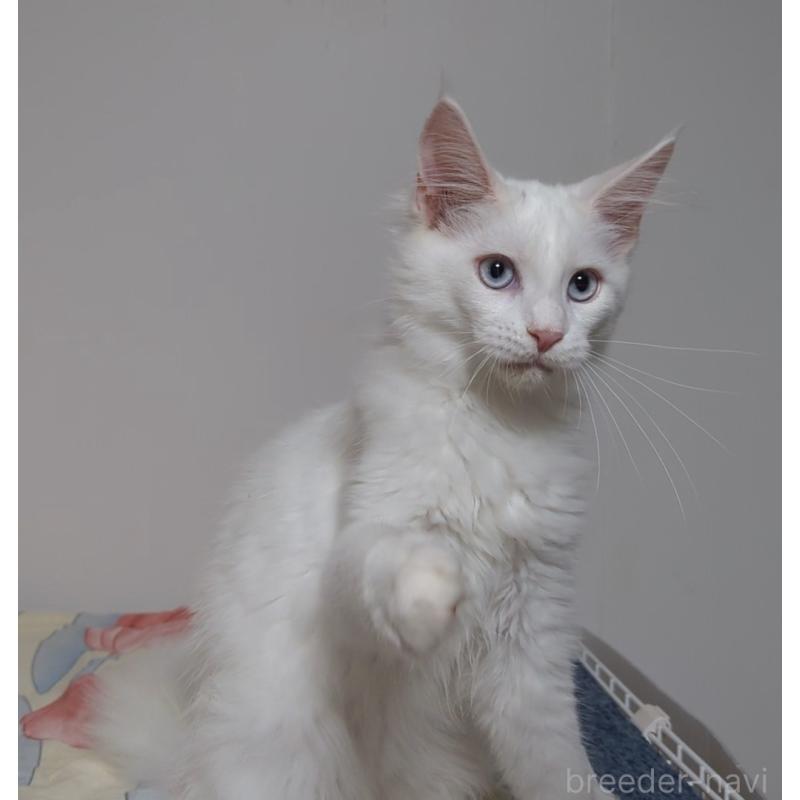 販売中の愛媛県のメインクーン-123037の5枚目